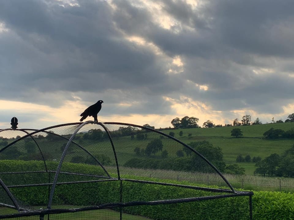 Victoriana Fruit Cage