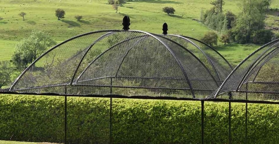 Victoriana Fruit Cage