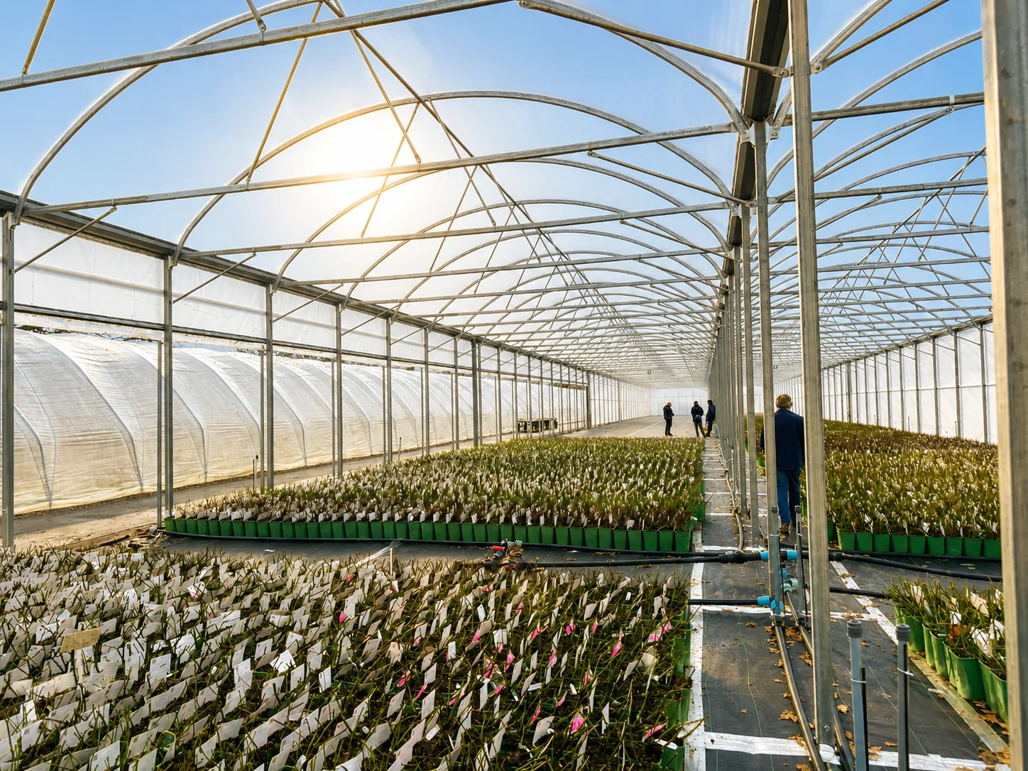 David Austin Roses Multi Span Polytunnel