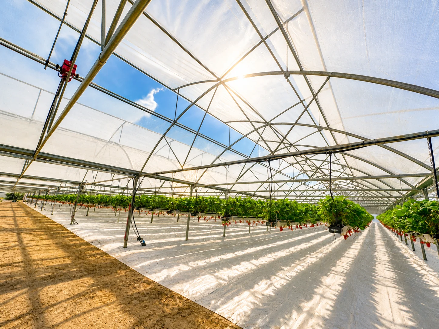 Withers Strawberries Multi Span Polytunnel